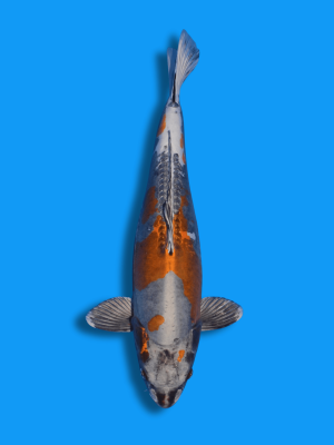 Ki Kikokuryu | Koi&Co.